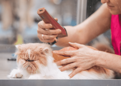 pet haircut near me